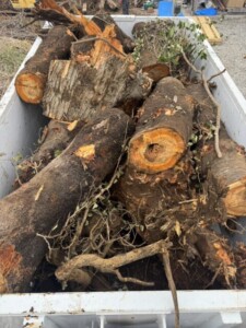 船橋市生木回収